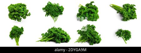 Greenery. Sprigs of curled parsley on a white background. Macro photo. High quality photo Stock Photo
