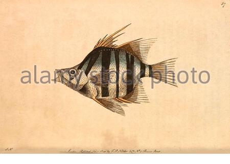 Pungent Chaetodon (Enoplosus armatus), vintage illustration published in The Naturalist's Miscellany from 1789 Stock Photo