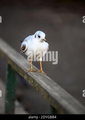 Juvenile black-headed gull in winter plumage in Kelsey Park, Beckenham, Greater London. Black-headed gull (Chroicocephalus ridibundus), Kent, UK. Stock Photo