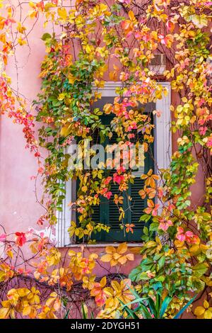 Colorful window decorated with leaves of bright autumn colors, in downtown Athens, Greece, Europe Stock Photo