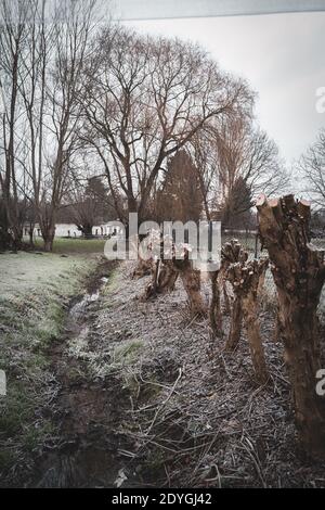 cut willows stand to the right of a small stream Stock Photo