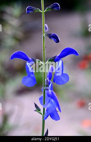 Salvia patens Guanajuato,salvias,intense blue flowers,flowering,perennial,RM Floral Stock Photo