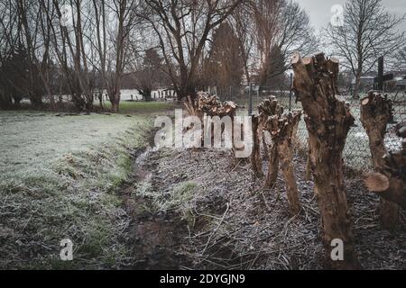 cut willows stand to the right of a small stream Stock Photo
