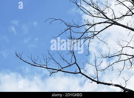 kapok tree shed leaves in the garden on sunny day Stock Photo