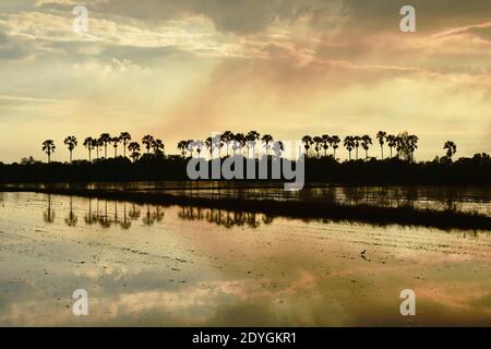 silhouette sugar palm tree on sunset sky in paddy field Stock Photo