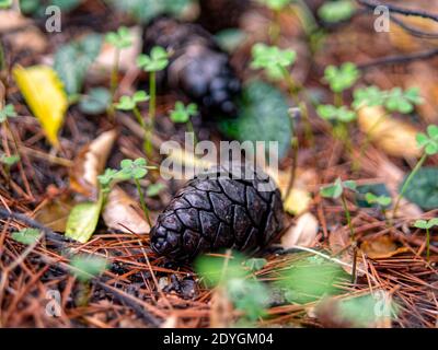 The resting. Having done its job, a pine cone rests on the wet ground, accompanied by a few autumn leaves and green clover that grows between them. Stock Photo