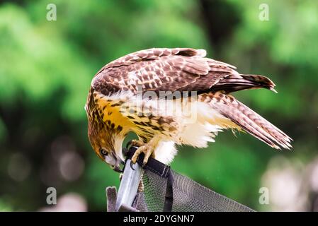 Closeup of a Red-Tailed Hawk Stock Photo