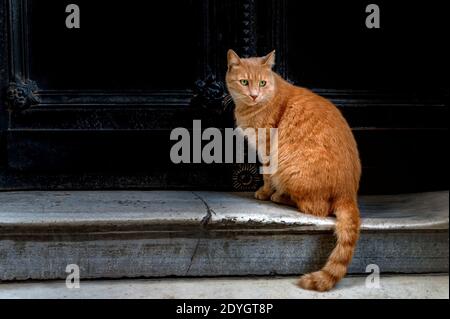 View of ginger tabby the cat sits at a heavy black door on a stone step on the street. Selective focus. Stock Photo