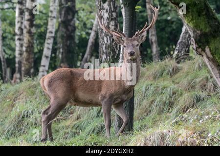 The Red deer male in the forest (Cervus elaphus) Stock Photo