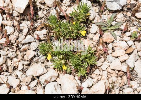 Flowering Ground-Pine (Ajuga chamaepitys) Stock Photo