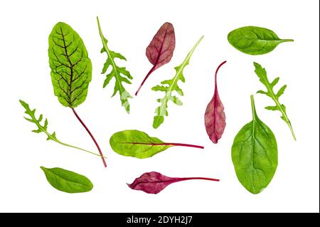 various leaves of leafy vegetables cut out on white background Stock Photo