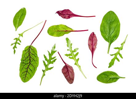 single leaves of leafy vegetables cut out on white background Stock Photo