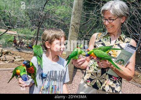 Birmingham Alabama,Zoo rainbow lorikeet parrots Trichoglossus moluccanus feeding,woman female boy kid hands on activity, Stock Photo