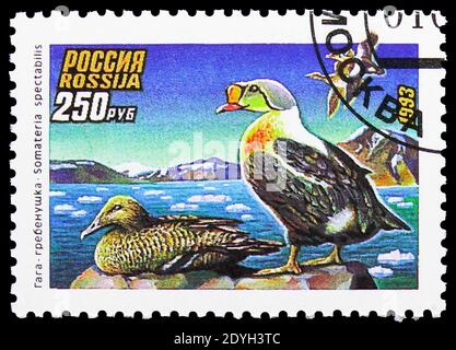 MOSCOW, RUSSIA - AUGUST 10, 2019: Postage stamp printed in Russia shows King Eider (Somateria spectabilis), Ducks serie, circa 1993 Stock Photo