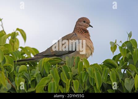 Laughing Dove (Streptopelia senegalensis) adult perched on top of tree  Sharm-El-Sheikh, Egypt           February Stock Photo