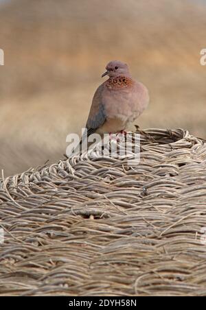 Laughing Dove (Streptopelia senegalensis) adult standing sun shade  Sharm-El-Sheikh, Egypt           February Stock Photo