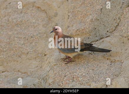 Laughing Dove (Streptopelia senegalensis) adult standing on rock  Sharm-El-Sheikh, Egypt           February Stock Photo