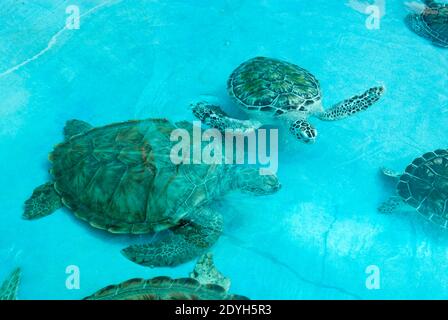 Rescued turtles at the Tortugranja (turtle farm) on Isla Mujeres Quintana Roo, Mexico. Stock Photo