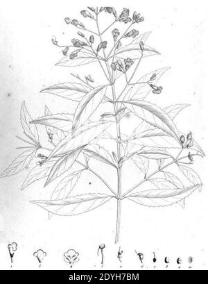 Labill t 157 Prostanthera lasianthos. Stock Photo