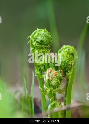 Young curled fern fronds in springtime close up. Spring unfurling brake leaves in the forest on blurred background, shallow depth of field Stock Photo