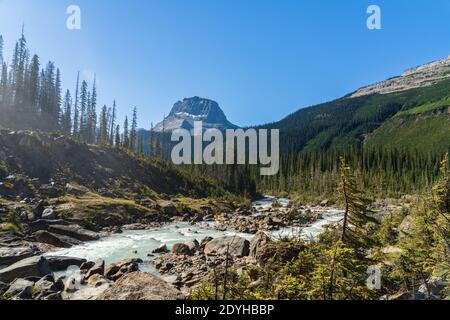 Glacier-fed waters from Takakkaw Falls flow into Yoho River with Wapta Mountain in background in a summer day. Yoho National Park, Canadian Rockies Stock Photo