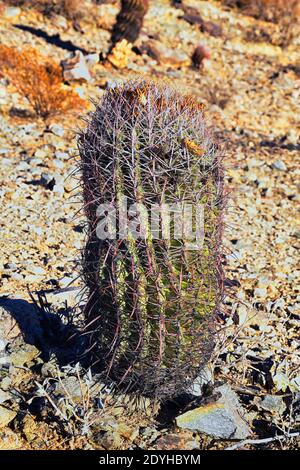 Fishhook Barrel Cactus with fruit in snow (Ferocactus wislizeni) Prickly  pear cactus (Opuntia spp) behind - Sonoran Desert AZ Stock Photo - Alamy