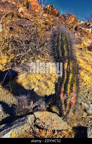 Fishhook Barrel Cactus with fruit in snow (Ferocactus wislizeni) Prickly  pear cactus (Opuntia spp) behind - Sonoran Desert AZ Stock Photo - Alamy