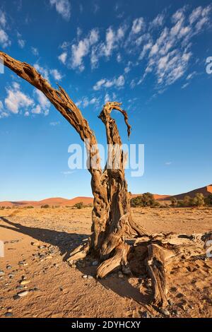 An old dead tree in the Namib Desert near Sossusvlei. Stock Photo