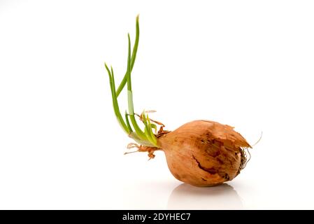 Sprouted mature onion with its green sprouts, isolated on white background Stock Photo