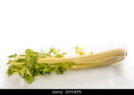 celery isolated on white background, copy space Stock Photo