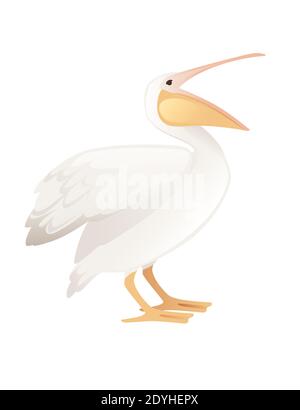 Pelican genus large water bird cartoon animal design big white bird with orange beak flat vector illustration isolated on white background. Stock Vector