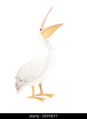 Pelican genus large water bird cartoon animal design big white bird with orange beak flat vector illustration isolated on white background. Stock Vector