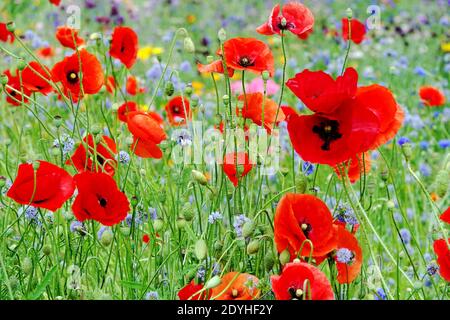 Common Poppy Red Papaver rhoeas Flowers Meadow Field Poppies Mixed Blue Gilia Annual Plants Wildflowers Blue Red Meadow Wild Flower Colorful Summer Stock Photo
