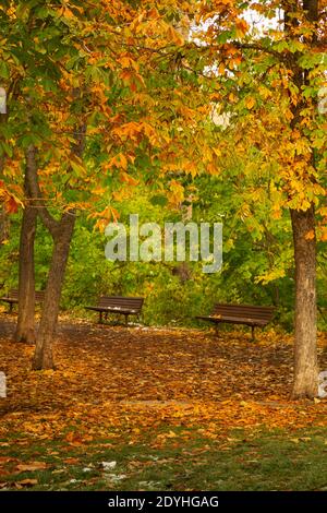 WA18869-00...WASHINGTON - Chestnut trees located along the main trail through Leavenworth's Waterfront City Park during the colorful fall season. Stock Photo