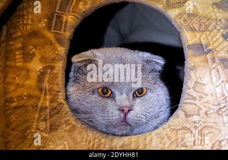 Gray cat looks out of the house and looks with orange eyes Stock Photo