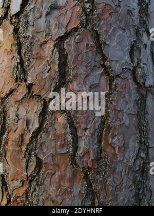 Closeup view of the thick patterned and cracked bark of the trunk of an old pine tree in a forest in Stuttgart, Germany. Stock Photo