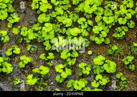 Young wasabi plants in black growing pots grow closely packed on a gravel bed threaded with spring water in Ikadaba on the Izu Peninsula, Shizuoka Prefecture, Japan, a single grey pot lying tipped over at the edge of the bed. Stock Photo