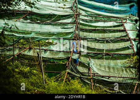 Wasabi Plantation in Izu, Japan. Shade structure over a wasabi field in Izu, Japan were stretched green and blue plastic tarpaulins Stock Photo