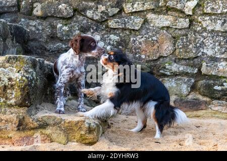 An English setter dog and a cavalier King Charles, two puppies playing on the beach Stock Photo