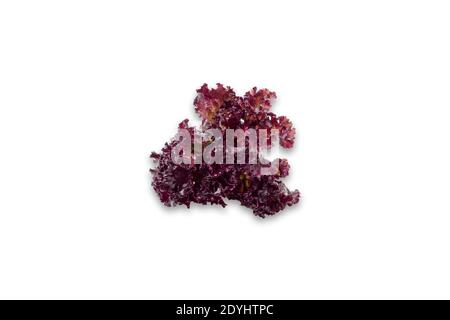 Frash, red Lettuce on white background. High quality photo. Stock Photo