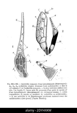 Laboulbeniaceae - anthéridies.