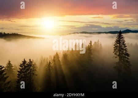Aerial view of dark green pine trees in spruce forest with sunrise rays shining through branches in foggy fall mountains. Stock Photo