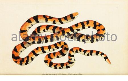 https://l450v.alamy.com/450v/2dyj7kd/painted-snake-false-coral-snake-or-american-pipe-snake-anguis-scytale-vintage-illustration-published-in-the-naturalists-miscellany-from-1789-2dyj7kd.jpg