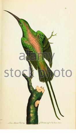 Malachite Sunbird or Shining Creeper (Nectarinia famosa), vintage illustration published in The Naturalist's Miscellany from 1789 Stock Photo