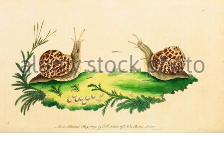 Garden Snail (Cornu aspersum), vintage illustration published in The Naturalist's Miscellany from 1789 Stock Photo