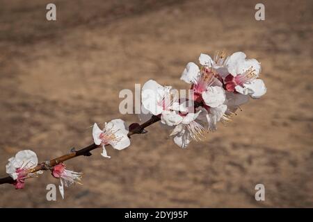 many beautiful white and pink flowers on a small apricot tree branch or twig with a background of brown and tan blurred farm soil Stock Photo