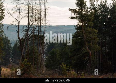 Big satellite dish antennas hidden in green pine tree forest communication center on forest background Stock Photo