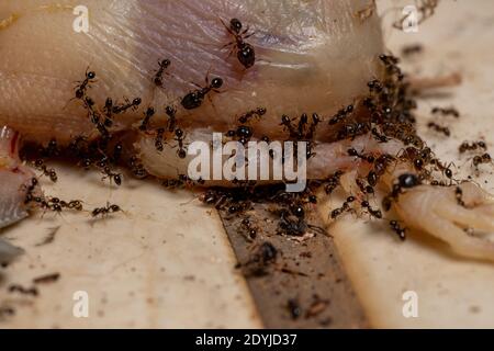African Big-headed Ants of the species Pheidole megacephala preying on a dead Perching Bird Stock Photo