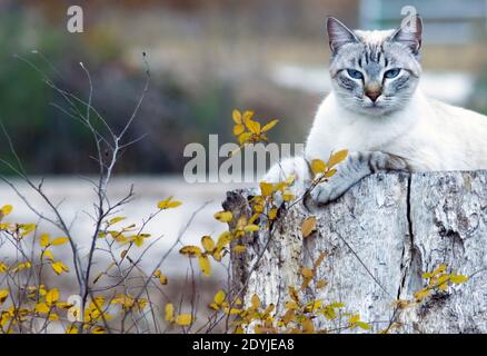 Domestic house cat, laying on a weathered stump with yellow, fall leaves in the foreground Stock Photo