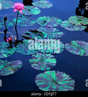 Pink Water Lilies with Purple Striped Lily Pads floating at the Bronx Botanical Gardens, New York,USA Stock Photo